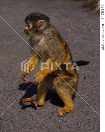 Squirrel monkey 8476573
