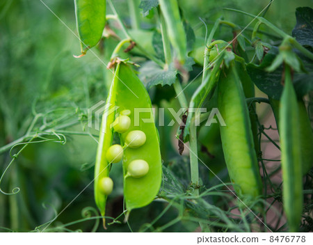 Green peas growing 8476778