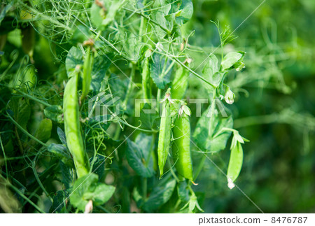 Green peas growing 8476787