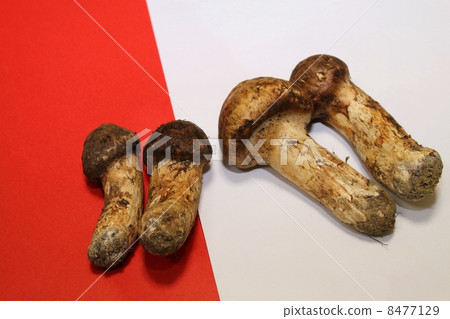 Matsutake 8477129