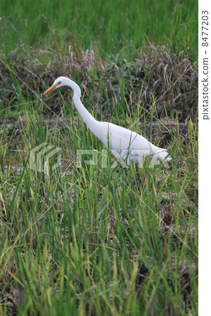 A shrine A shrine 8477203