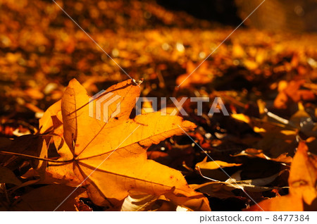 Autumn leaves Autumn leaves 8477384