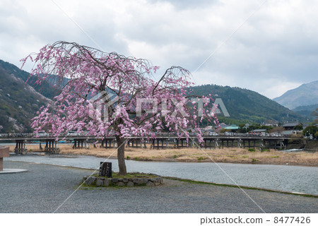 Arashiyama Nakajima Park 8477426