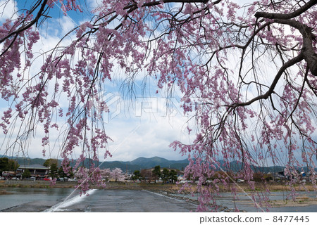 Arashiyama Nakajima Park Arashiyama Nakajima Park 8477445