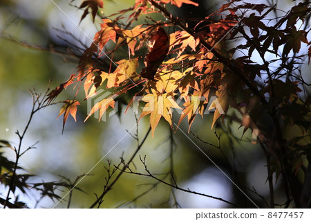 秋天的樹葉 秋天的樹葉 8477457