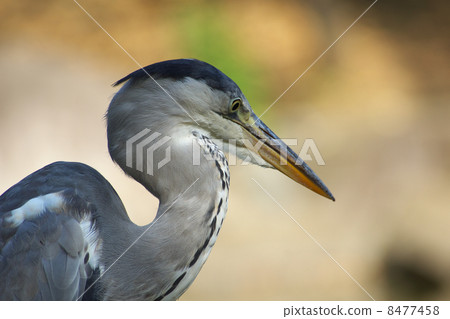 騎馬上身朝右 8477458