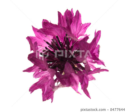 Flowers cornflowers 8477644