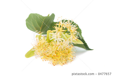 linden flowers linden flowers 8477657