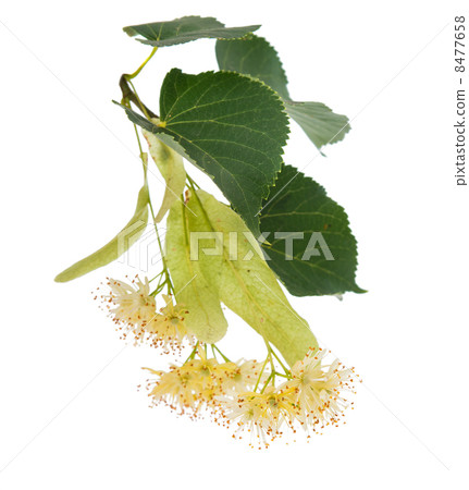 linden flowers linden flowers 8477658