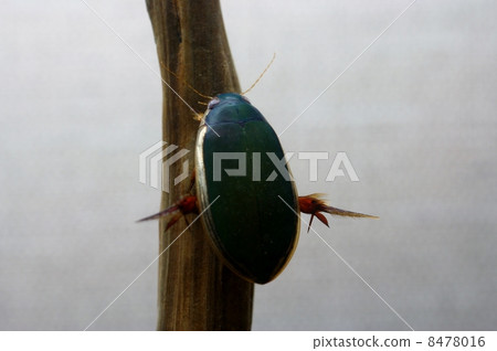 Cogothanogorough 8478016