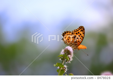 Tatehata蝴蝶和鮮花 Tatehata蝴蝶和鮮花 8478028