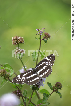 Tatehata蝴蝶和鮮花 Tatehata蝴蝶和鮮花 8478029