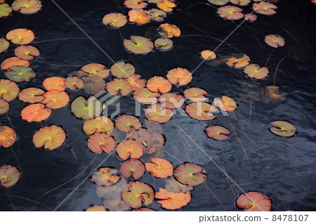 Ozegahara's owl Ozegahara's owl 8478107