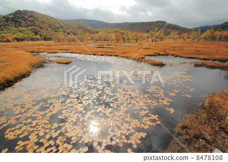 Ozegahara's owl Ozegahara's owl 8478108