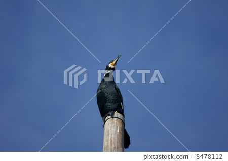 Stomach of the cormorant 8478112