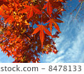 Autumn leaves 8478133