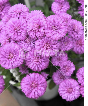 Aster Mystery Ready Aster Mystery Ready 8478201