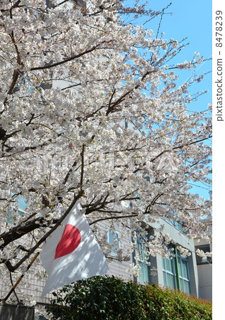 Hinomaru and cherry blossoms Hinomaru and cherry blossoms 8478239