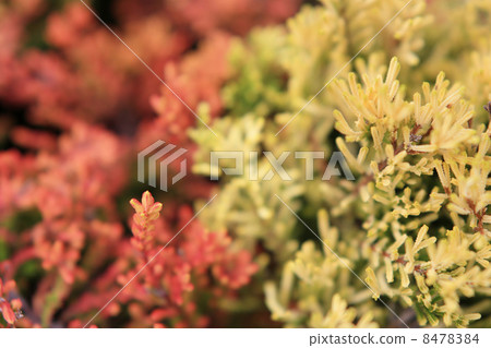 Caruna Bulgaris 8478384