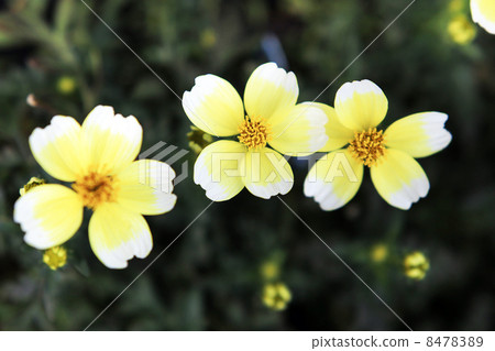 Winter Cosmos 8478389