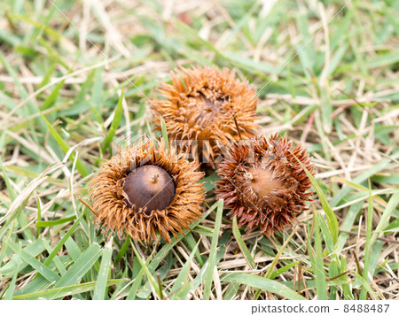 Kakiwa's fruit Kakiwa's fruit 8488487