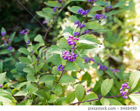 Murasakikibu 8488490