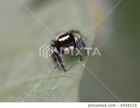 Jumping spider Jumping spider 8488528