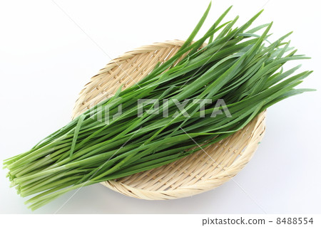 Chinese chive Chinese chive 8488554