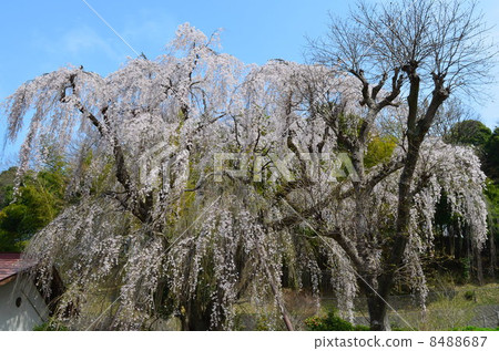 Weeping cherry tree Tsuraku Nishikoen 8488687