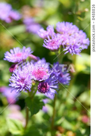 Agelatum (red purple): cuckoo thistle 8488816