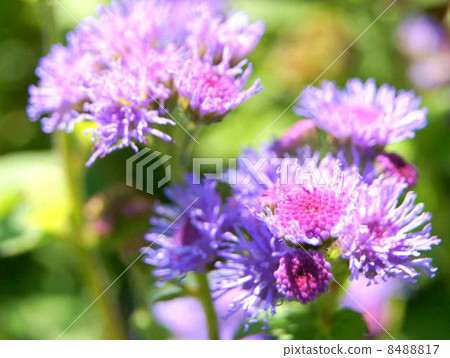 Agelatum (red purple): cuckoo thistle 8488817