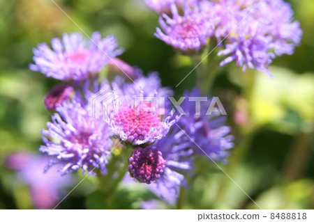 Agelatum (red purple): cuckoo thistle Agelatum (red purple): cuckoo thistle 8488818