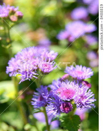 Agelatum (red purple): cuckoo thistle 8488819