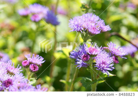Agelatum (red purple): cuckoo thistle Agelatum (red purple): cuckoo thistle 8488823