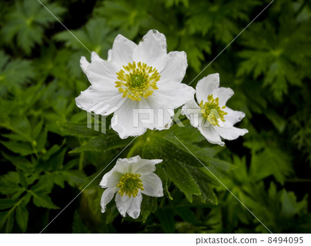 Hakusan Ichige Hakusan Ichige 8494095