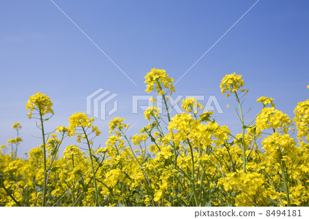Rape blossoms 8494181