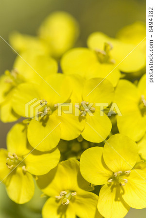 Rape blossoms 8494182