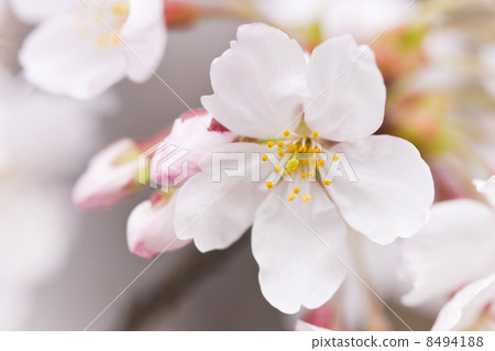 Cherry Blossoms Cherry Blossoms 8494188