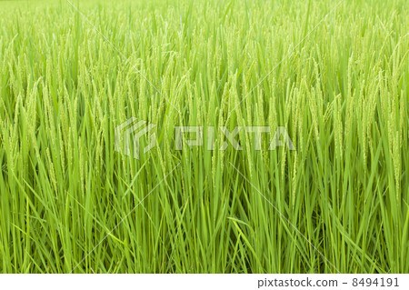 Rice Rice 8494191