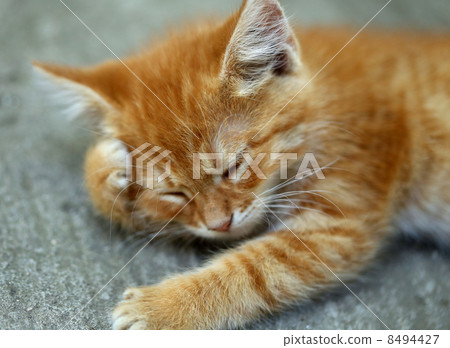 Ginger cat is having a rest. 8494427