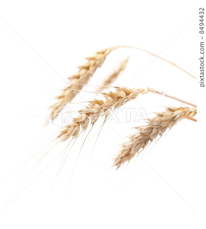 Four ears of wheat on a white background Four ears of wheat on a white background 8494432