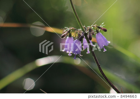 Tuliganinjin flowers 8494663