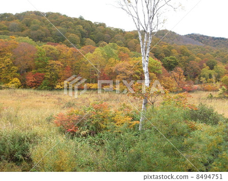 Autumn leaves of Oze Autumn leaves of Oze 8494751