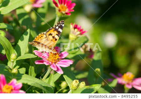 百日草（粉紅色）：貝絲 8495255