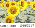 Summer sunflower 8495317