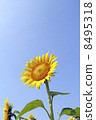 Summer sunflower 8495318
