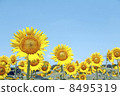 Summer sunflower 8495319
