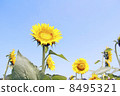 Summer sunflower 8495321