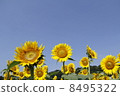 Summer sunflower 8495322