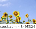 Summer sunflower 8495324